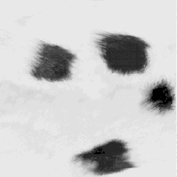 Panda fur, original
